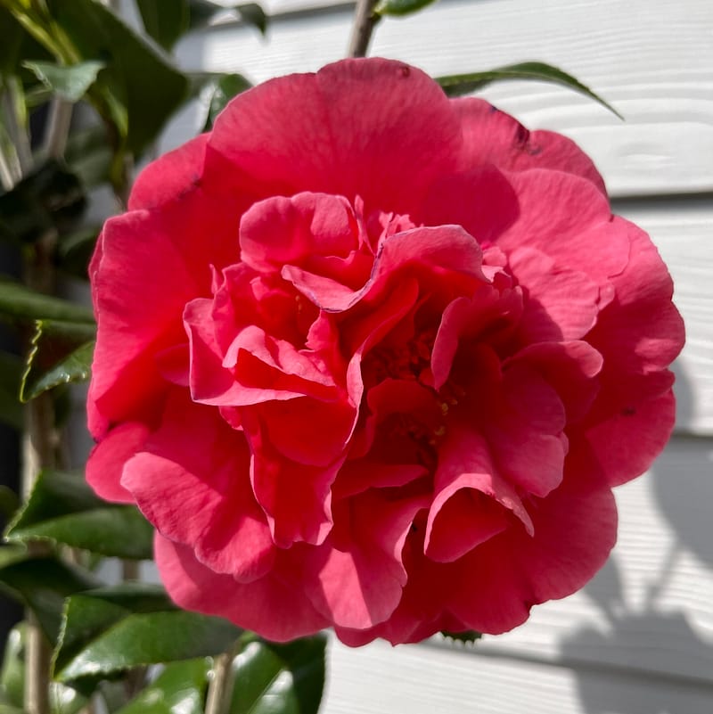 Camellia Shrub