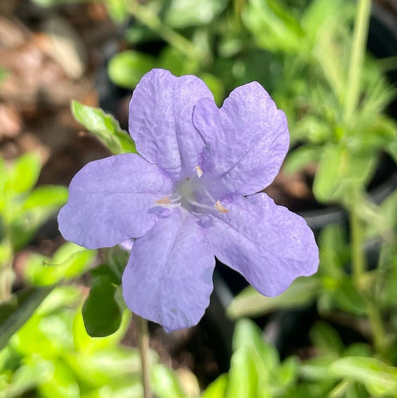 Wild Petunia, Florida native plant