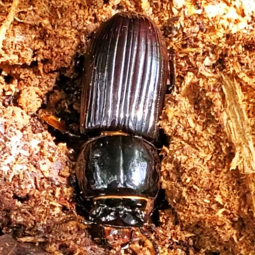 Horned Passalus Beetle