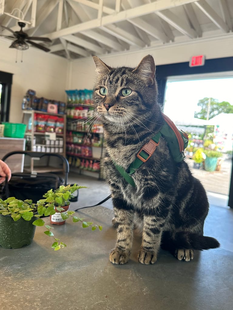 Cat Wearing a Leash Sitting on a Counter