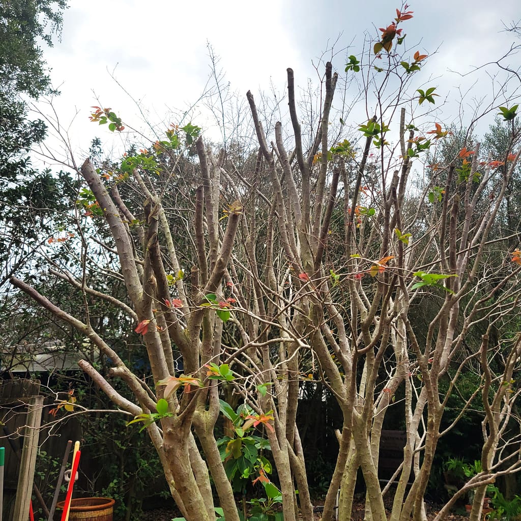 Jaboticaba Fruit Tree with Leaf Buds