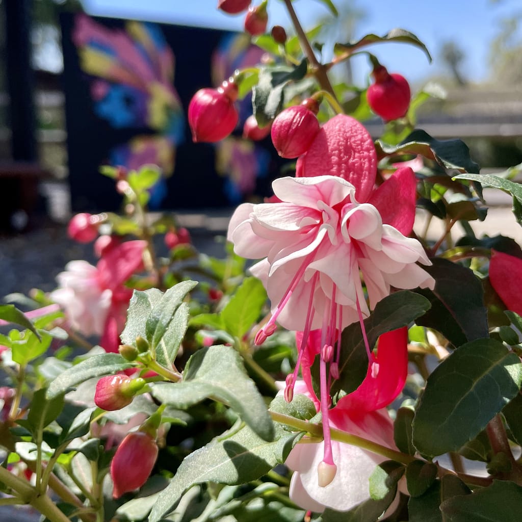 Fuchsia Plant with Pink Flowers