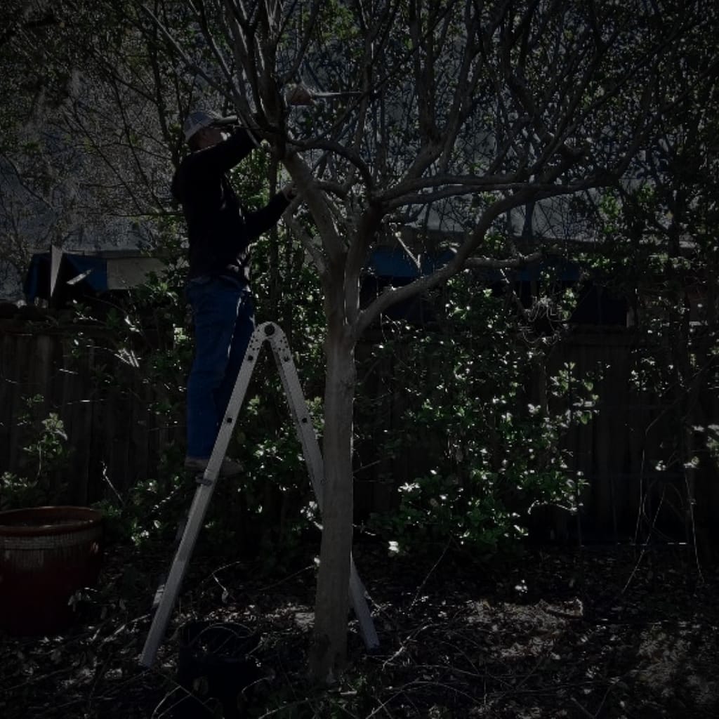Man (Joey) on a Ladder Pruning a Crape Myrtle Tree at Night