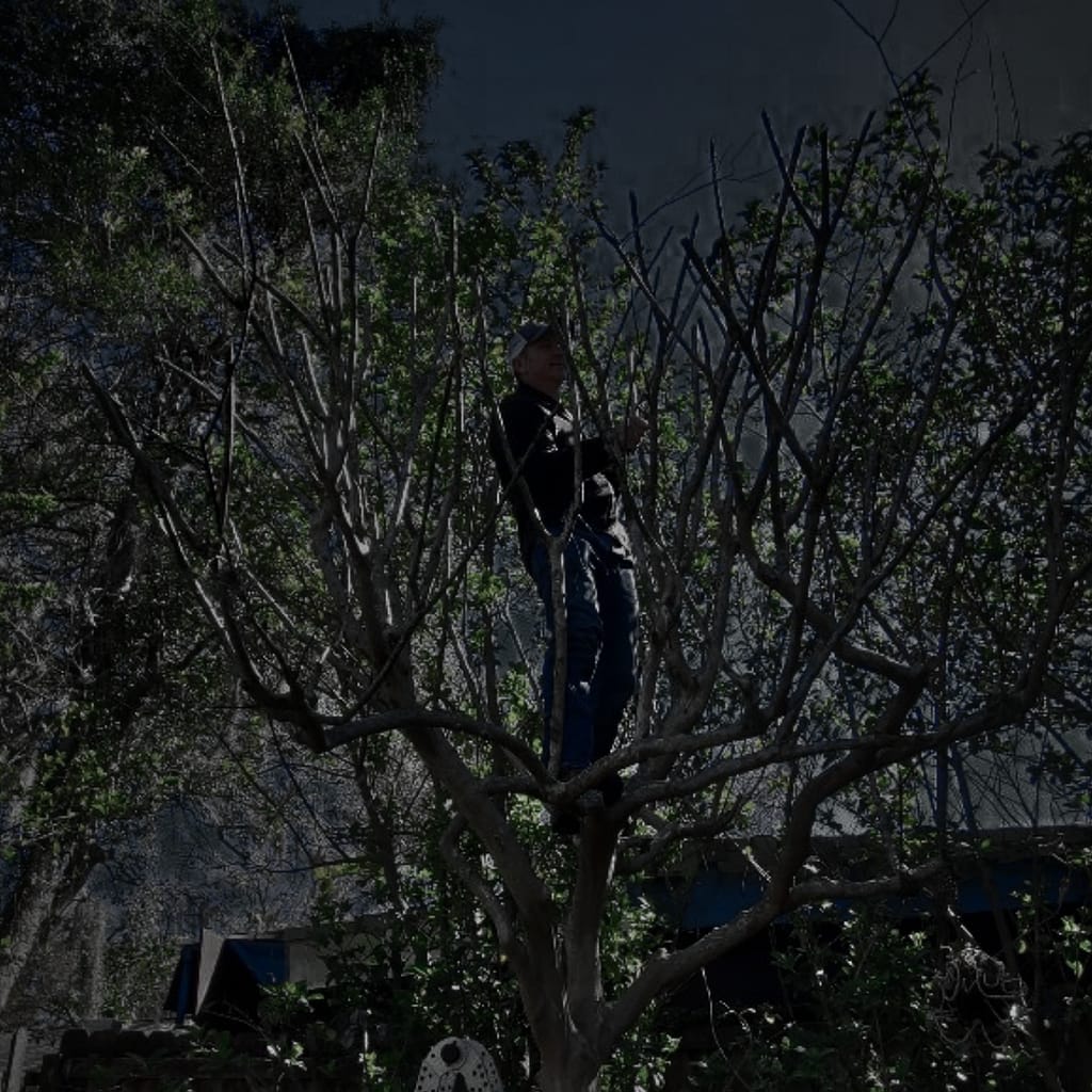 Man (Joey) in a Crape Myrtle Tree at Night to Prune the Tree