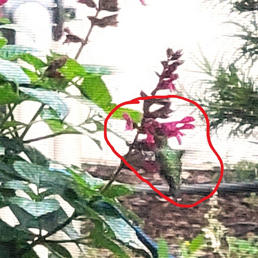 Green Hummingbird Eating from Rockin'® Fuchsia Salvia Plant
