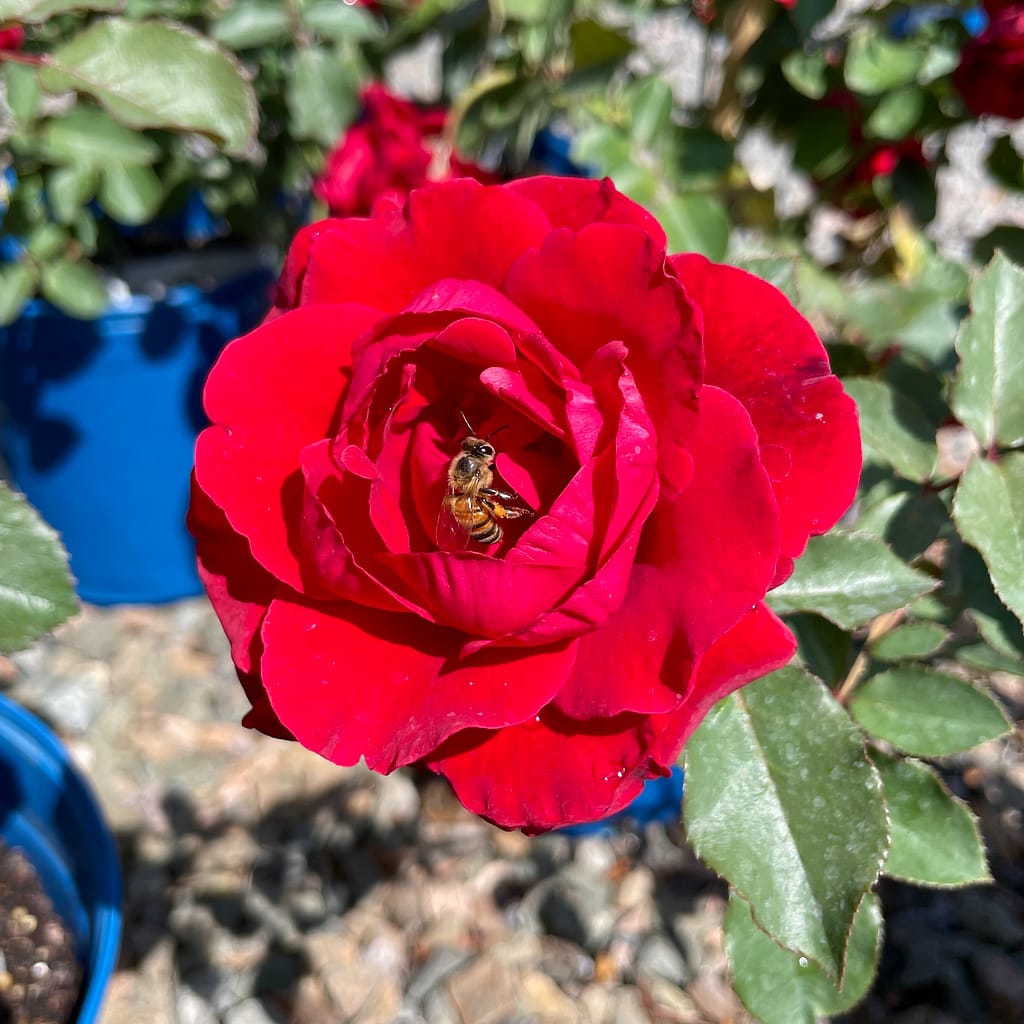Don Juan Rose Bloom with Bee on It