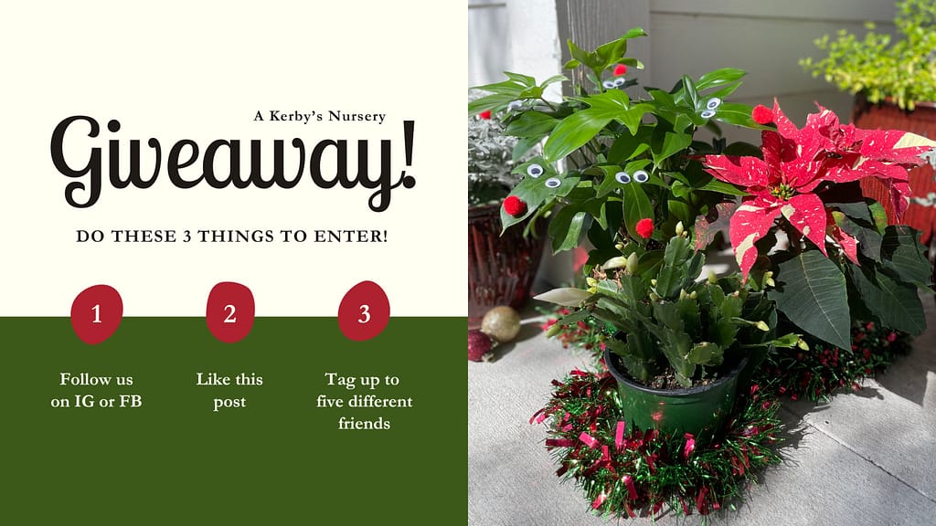 Kerby's Nursery Holiday Plant Giveaway 2023