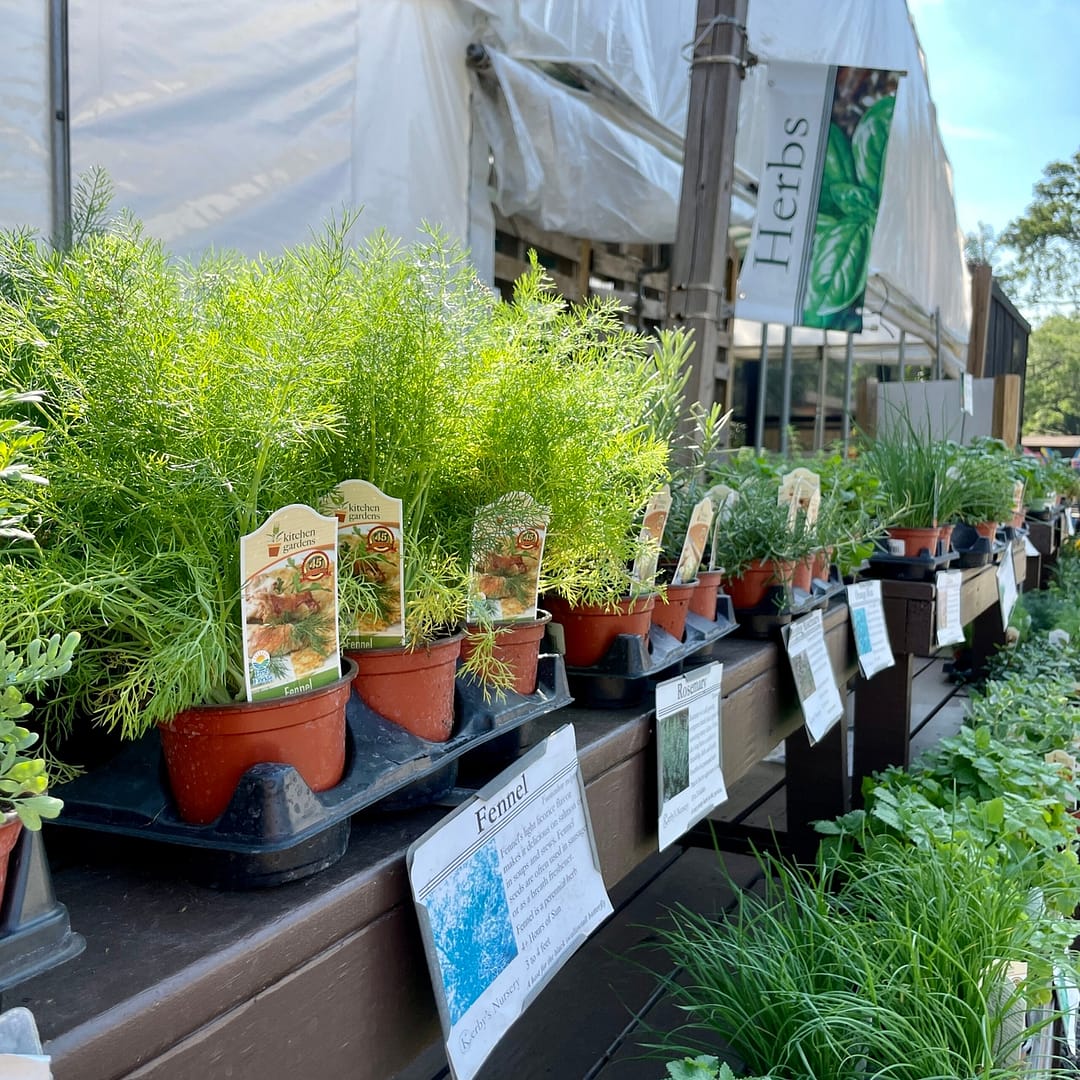 Variety of Herb Plants