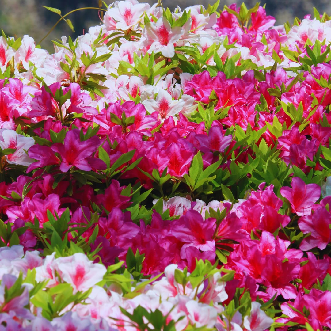 Azaleas, flowering shrub