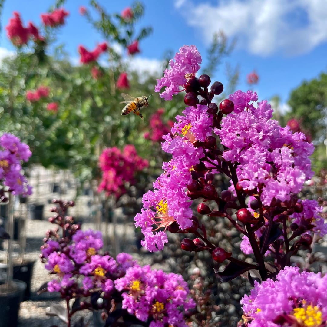 Crape Myrtle Blooms with Bee Flying