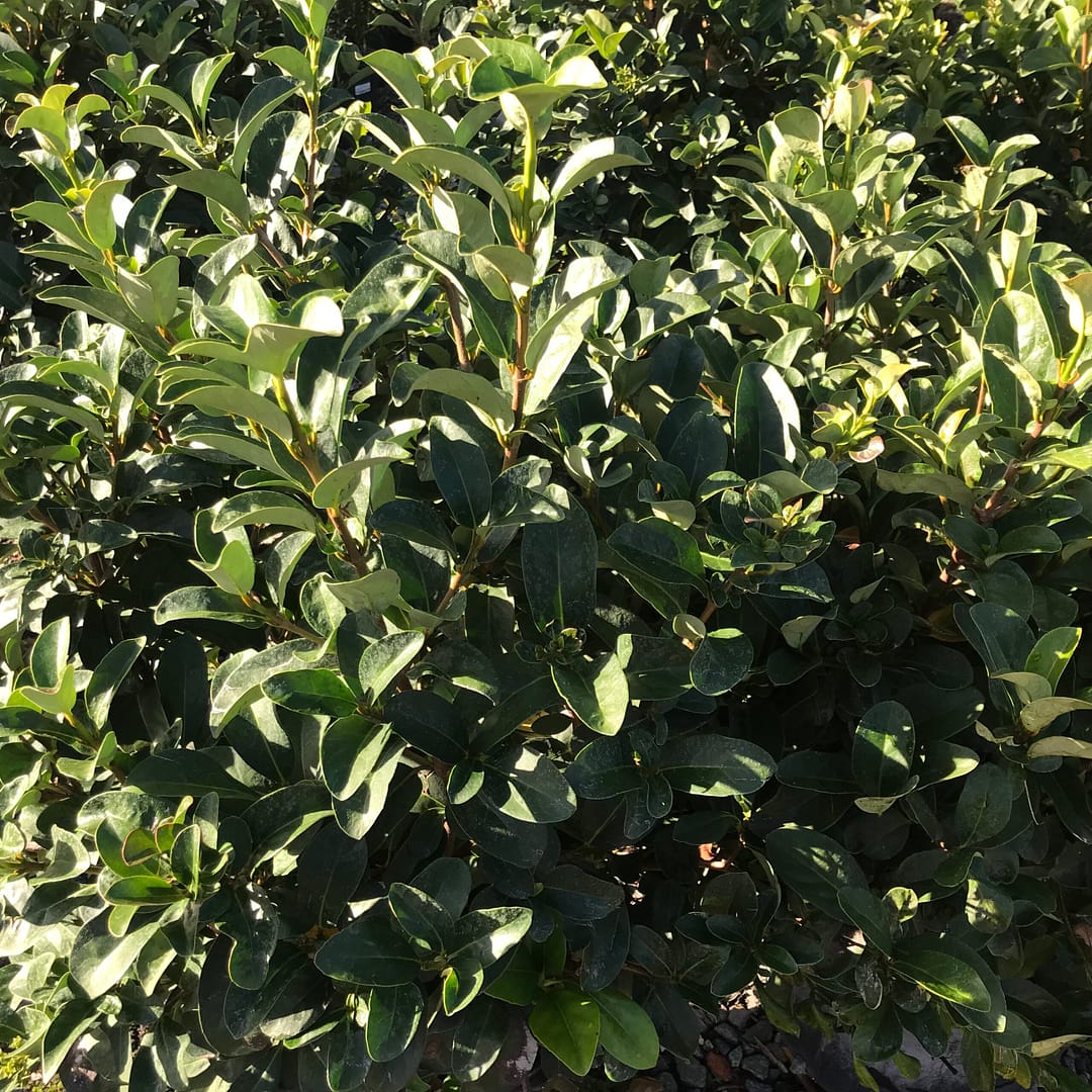 Sweet Viburnum, hearty shrub