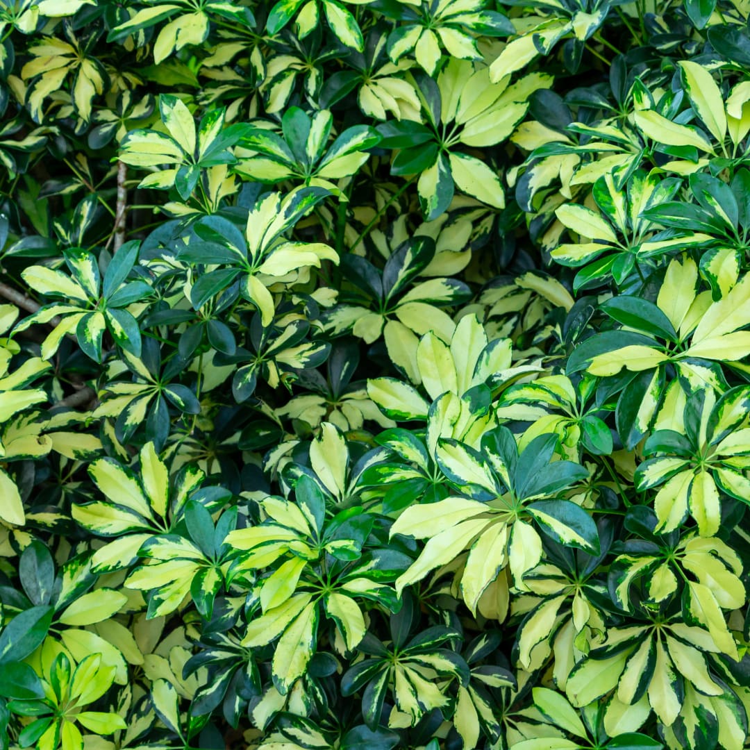 Dwarf Variegated Schefflera, yellow and green shrub