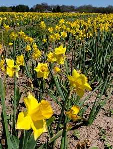 Daffodils, flowers