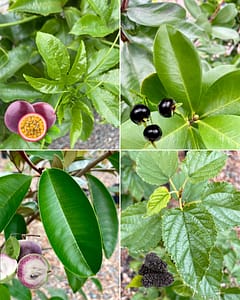Passion Fruit Vine and Fruit, Grumichama Plant and Fruit, Mulberry Plant and Fruit, Star Apple Plant and Fruit