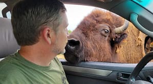 Joey Kissing a Bison