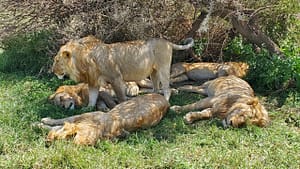A group of male lions sleeping on the Serengeti