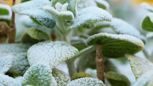 Frost-Covered Plant