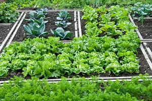 Vegetable Garden Beds