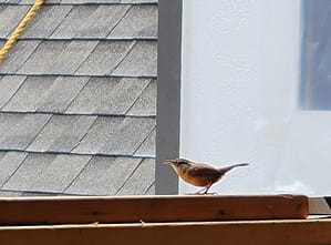 A house wren trying to get into the house.