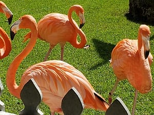 Flamingos Marching in Formation