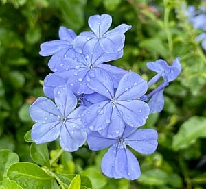 Blue Plumbago Flowers, flowering shrub