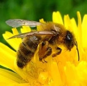 Bee Eating Nectar