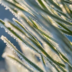 Plants Covered in Frost