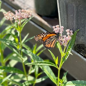 Monarch Butterfly On Native Milkweed Plant