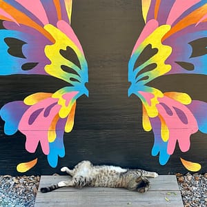 Kerby's Cat, Precious, in front of the Butterfly Mural