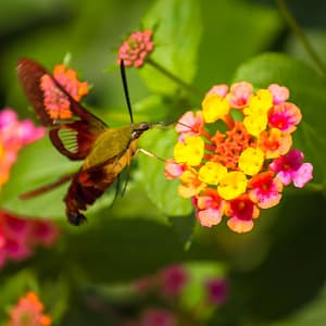 Clearwing Hummingbird Moth Eating from Lantana Flower