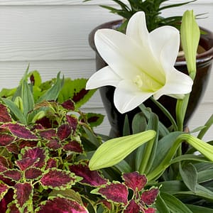 Easter Lily, flowering plant