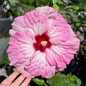 Proven Winners® Rose Mallow Shrub, flowering plant