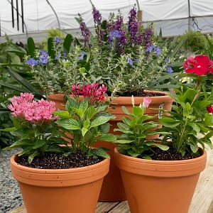 Flowers in Container Gardens, Flowers in Pots