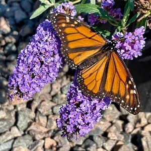 Monarch Butterfly on Butterfly Bush (Buddleia)