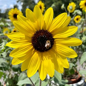 Sunfinity Sunflowers™