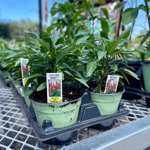 Kitchen Minis™ Pepper Plants