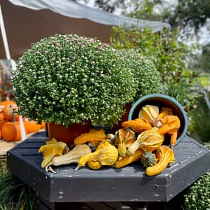 Garden Mums and Gourds for Fall/Autumn