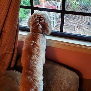 Pearl the dog watching the chickens out the window