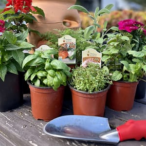 Herb Plants with Flowers and Trowel