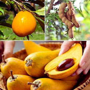Pitomba, Tamarind, Egg Fruit/Canistel, fruiting trees
