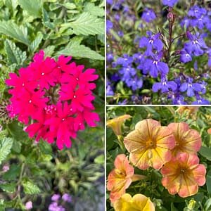 Cold Hardy Proven Winners® Flowers