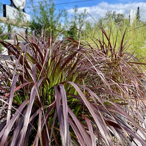 Red Fountain Grass with Kerby's Sign in Background