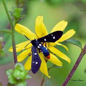 Polka-Dot Wasp Moth on a Yellow Flower