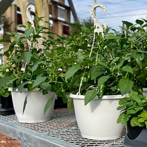 Peppers Growing in Hanging Baskets