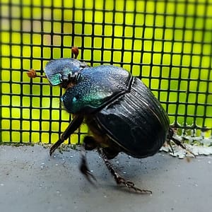 Florida Deep Digger Scarab Beetle
