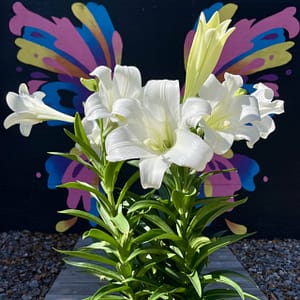 Easter Lilies in Front of Butterfly Mural at Kerby's Nursery
