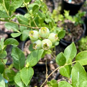 Blueberry Plant, fruiting plant