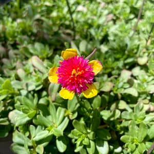 Purslane (Portulaca) with Yellow and Pink Bloom, flowering plant