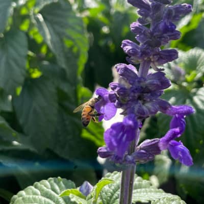 Bee Eating Nectar on Purple Salvia Plant