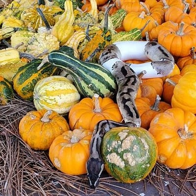 Python in the Pumpkins